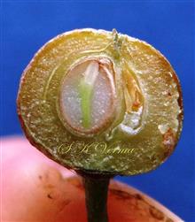  V.S.Fruit